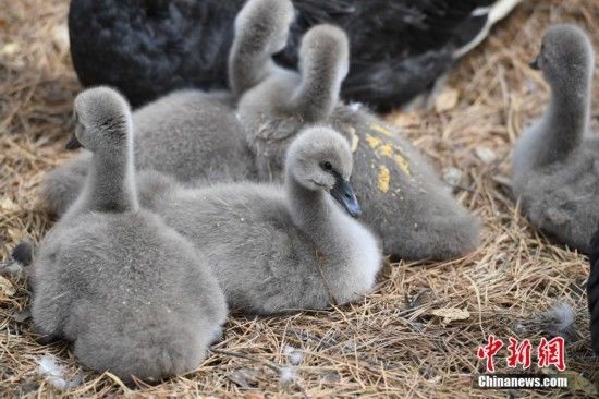 长春雕塑公园5只黑天鹅宝宝齐卖萌