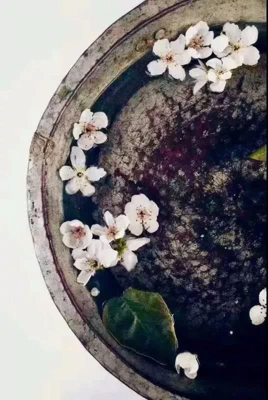 我在梨花盛开的听紫云，候你佳音！