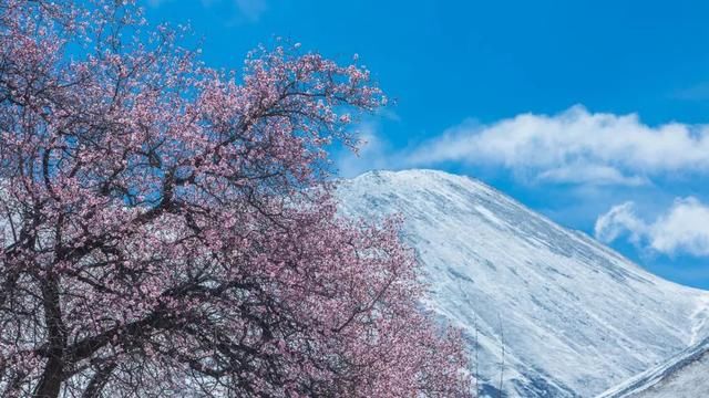 3月，中国哪个地方的春花最美？