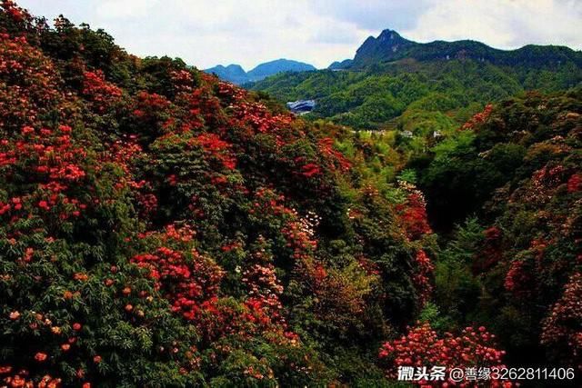 百里杜鹃春来艳，漫山遍野映红天