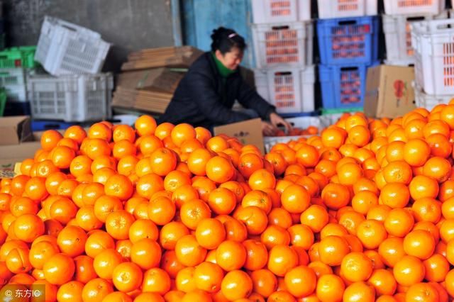 杰哥观市:2018年4月柑橘市场行情及价格走势