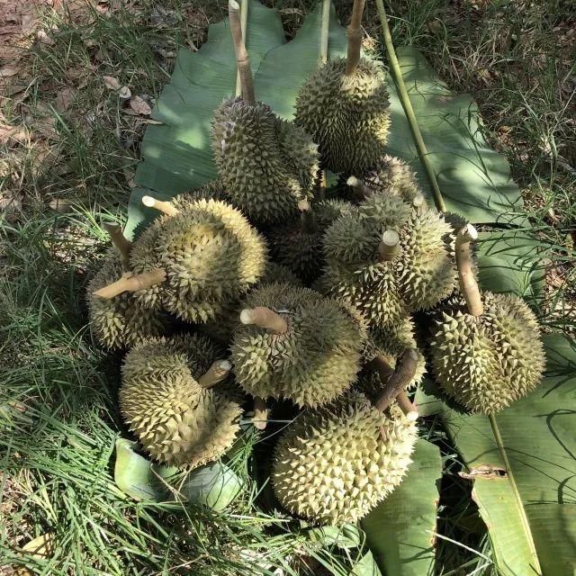 烟花三月下春蓬，泰国南部小城探秘