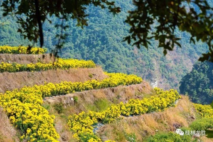 2018最新桂林赏花时间表来了！赶紧收藏！助你全年有花看