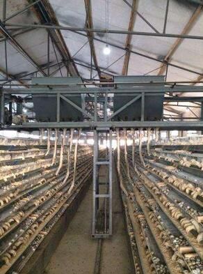 小小身体大财富 她养殖鹌鹑 轻松上万