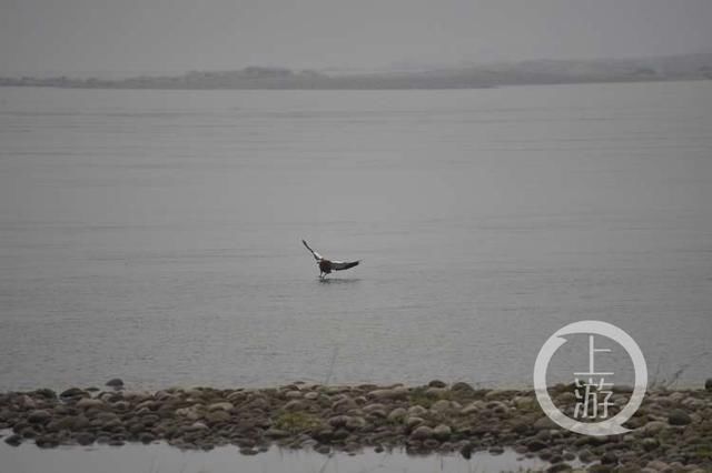 国家二级保护动物中华赤麻鸭首来重庆江津越冬,目前国内仅存1万