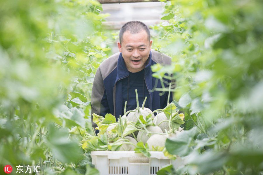 他专注于种植奢侈水果年售五千万 让成百上千农民脱贫致富