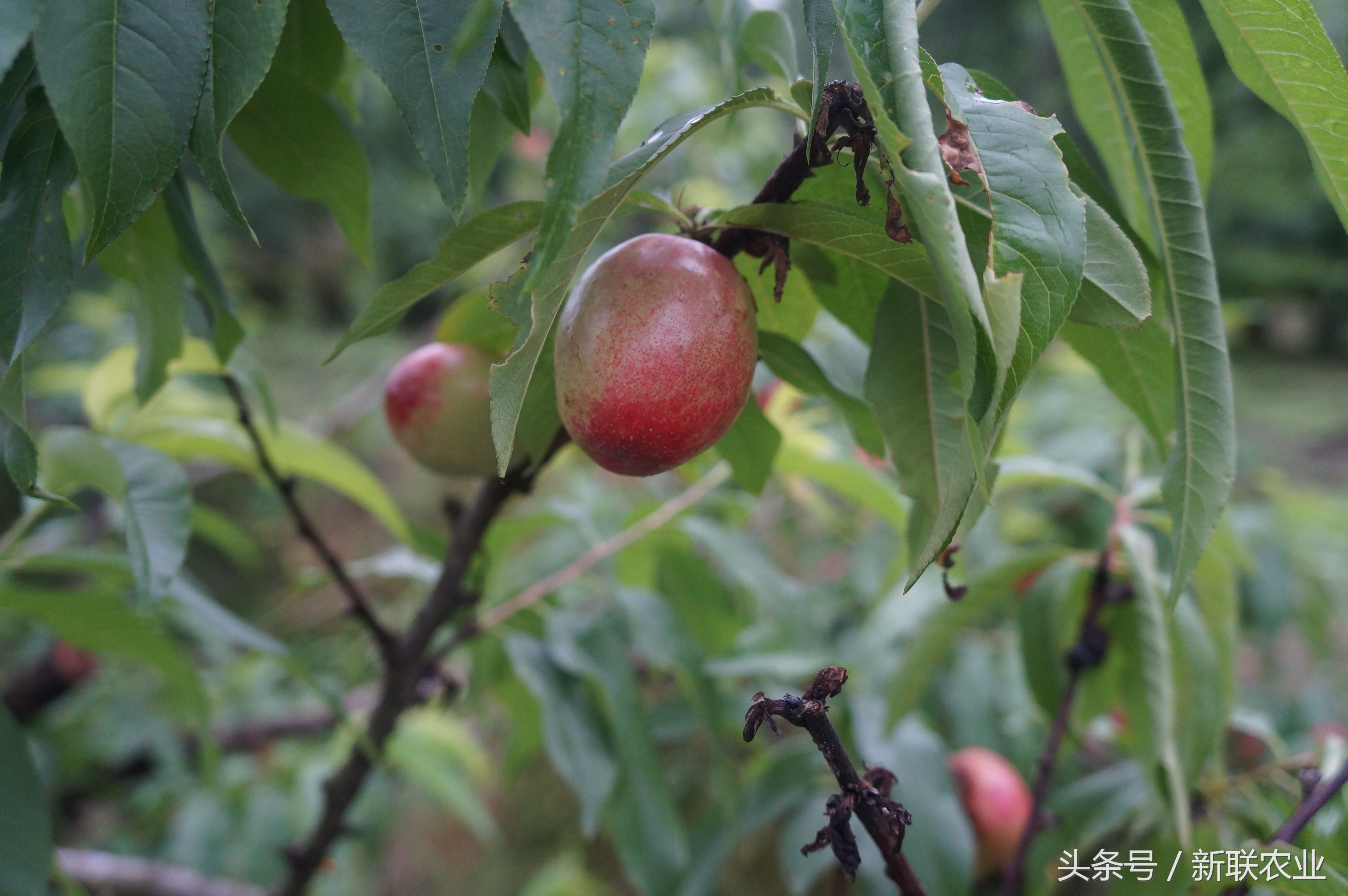 五月正是吃油桃的季节 来自美丽乡村的油桃