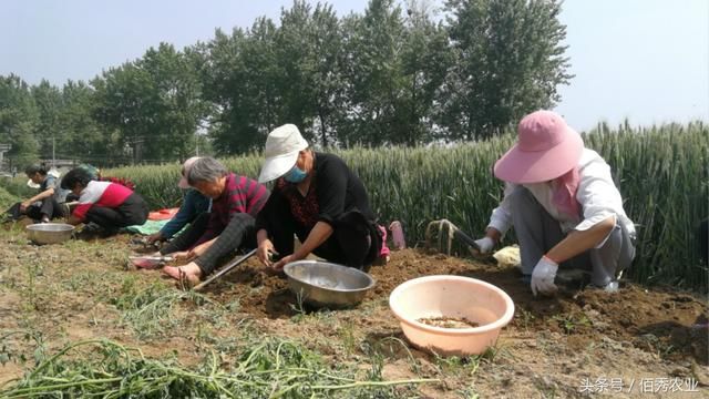 收获4亩农作物,雇10个人要干十几天,过程堪比做针线活