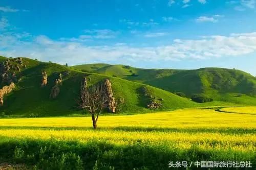 春天最美的情话：我在油菜花田等你!