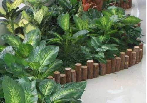 室内放植物有哪些好处 - 清丽园艺上海植物租赁 - 清丽园艺,上海植物租赁,园艺知识 室内放植物有哪些好处 - 清丽园艺上海植物租赁 - 清丽园艺,上海植物租赁,园艺知识
