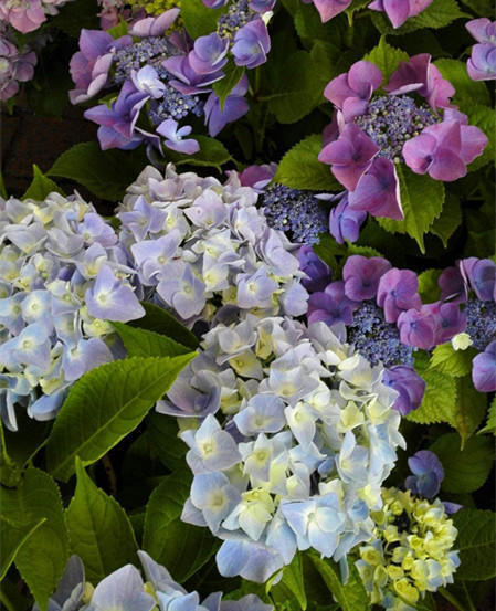 绣球夏天难养?换到这个时间段浇水,小绣花没几