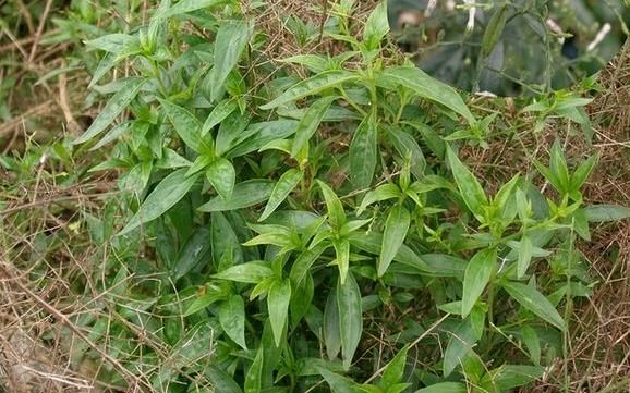 春节吃腻了大鱼大肉，现在初春已到，不如去田地里做这11样野菜吃