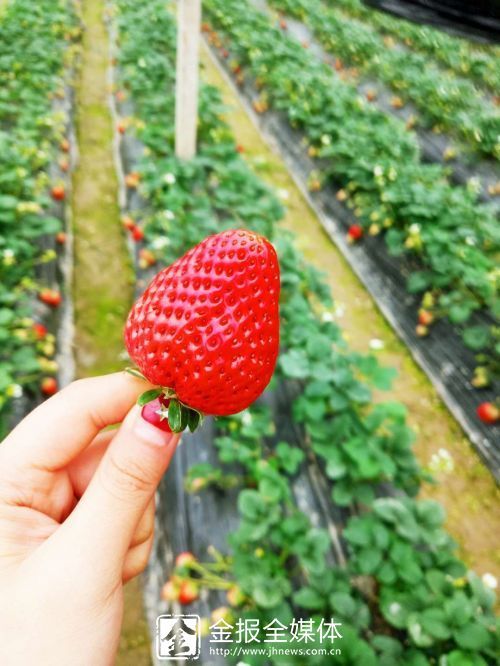 “五一”小长假 带你遇见水果味的初夏