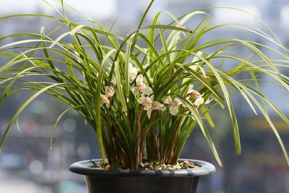 夏季是兰花生长的关键时期,注意这4点,兰花轻松爆盆,太羡慕了