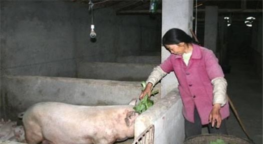 广西猪肉价格达30元一斤了，老妈养的猪要16元一斤才卖，能达到吗