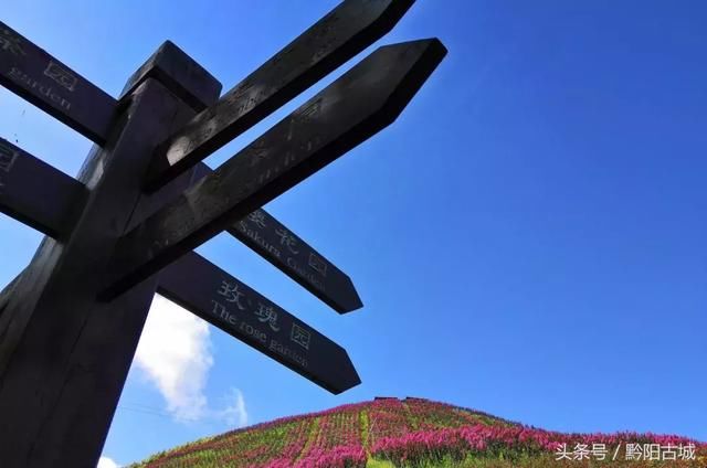 湖南西部有一座会“变红”的山，因一种让人“吃饱饭”的花而出名