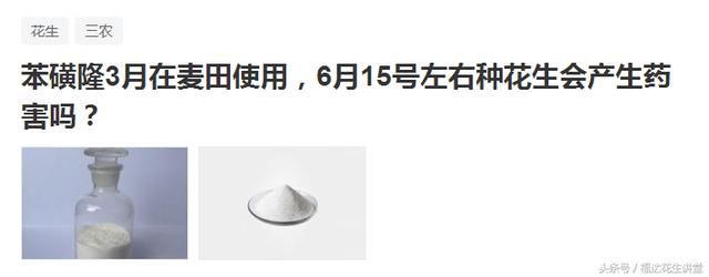 小麦花生一年两季茬口,农民小麦除草苯磺隆分钟慎重使用!