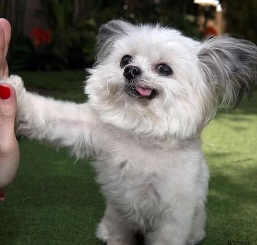 小白狗天生爱吐舌卖萌,非常有疗愈效果!它发挥