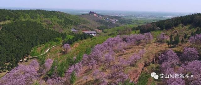 苏北最大艾山梧桐树林：花开正艳丽，赏花正当时