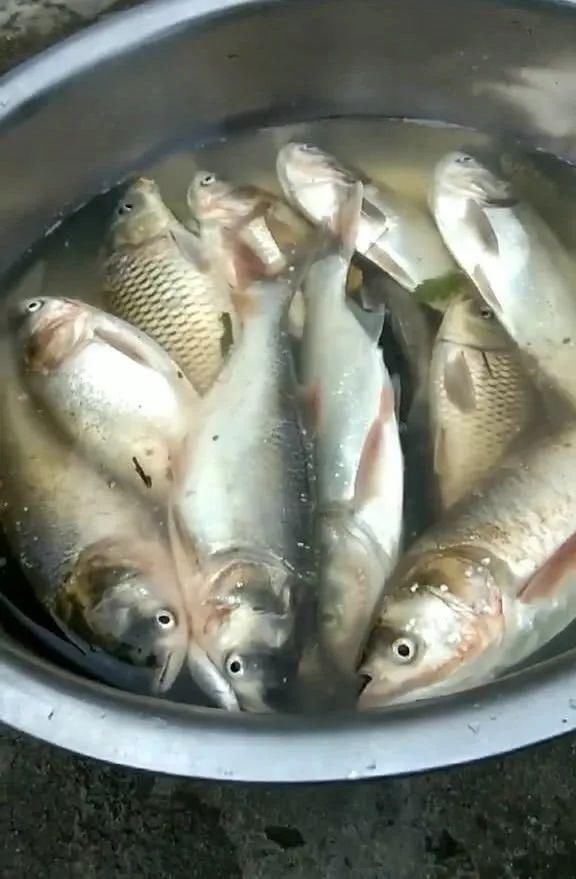 街道上捡鱼!绵阳涨水,鱼群游进街道,市民:买菜