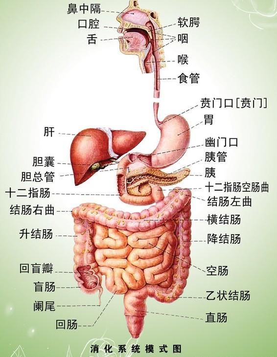 美食当前管不住嘴?药师教您吃好“保胃”药