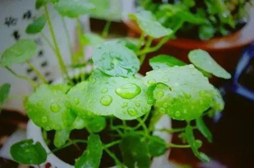 这些用“水”做出来的植物最美，再也不用担心水浇多啦!