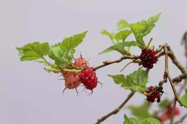 桑树也能玩盆景 而且好看 尤其是桑椹成熟的季节