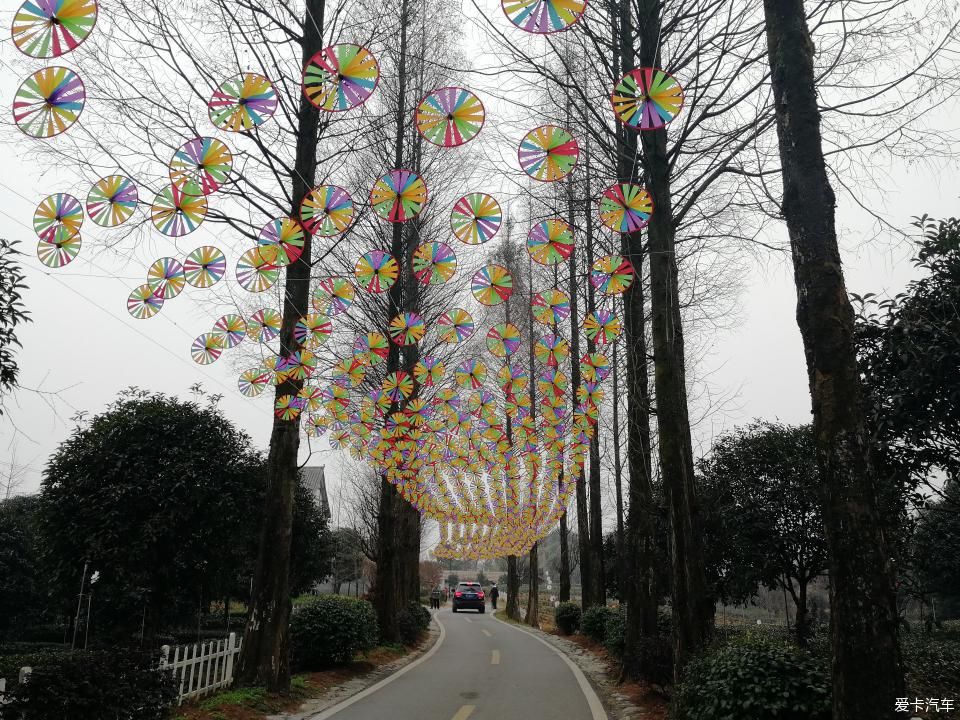 参观牛碾坪万亩观光茶