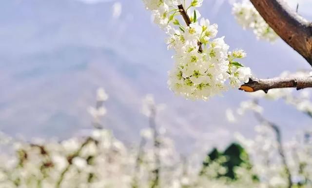 川西规模最大原生态李花观赏地，迎来最后的花期！要去的抓紧！