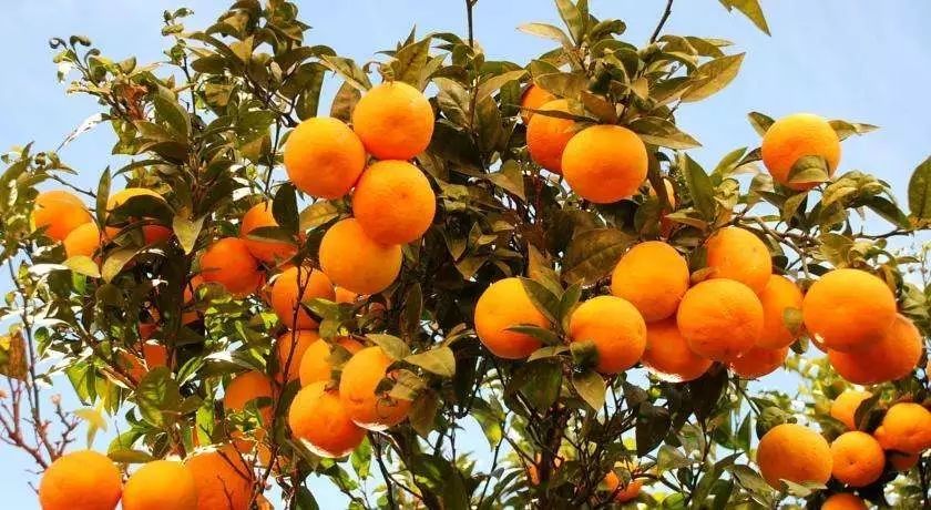 上海最大两处柑橘采摘园开放,周末走起!