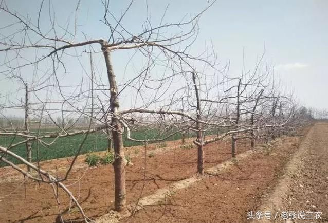 苹果树种植技术:手拿一把锯和剪,当好果树冬剪