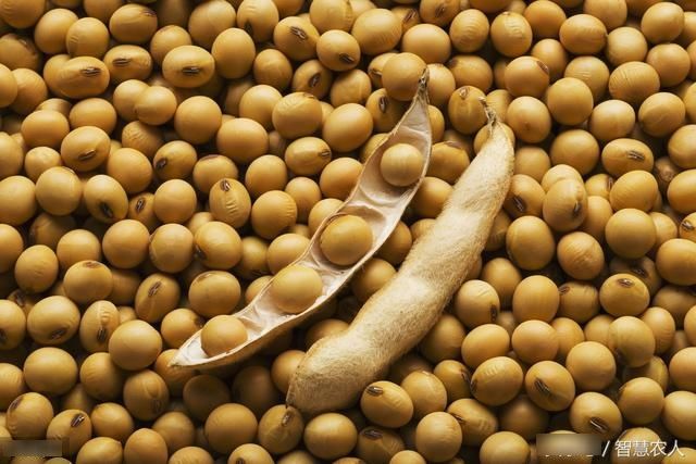 中国对进口美国大豆放大招，原来在美国当农民也不容易！涨见识了