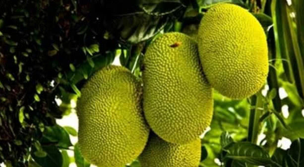 这种树被称为挨千刀,主人不多砍几刀根本不