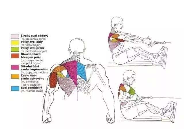 练成强大后背:器械坐姿划船