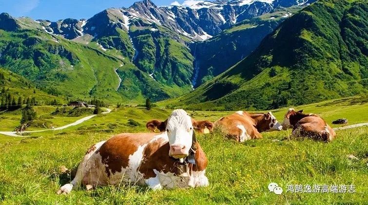 HHtravel鸿鹄逸游荣获 最优瑞士接待旅行社 称号