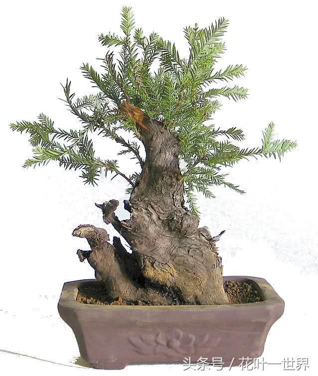 看这些盆景充满“诗情画意”，清秀古雅的风姿令人目不转睛！极美