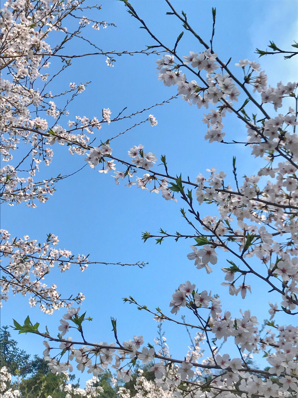 【春之彩】又是一年樱花烂漫时