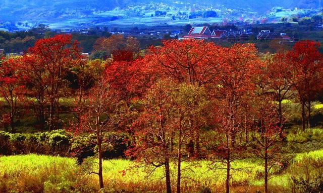 四川最美的城市，这里有峡谷、林海、古村、花海...