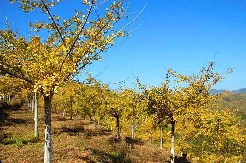 银杏古村美如画,这里收藏了广东90%的秋天