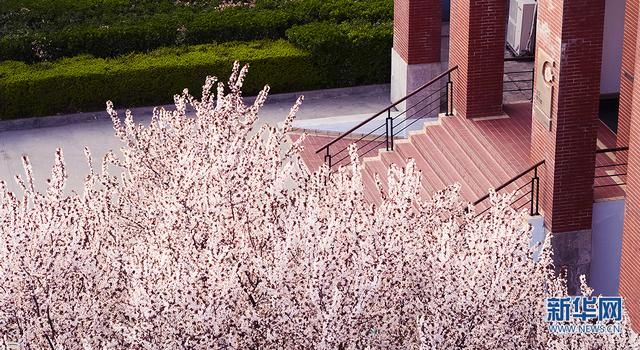 美炸！航拍西安繁花似锦 与春天浪漫邂逅