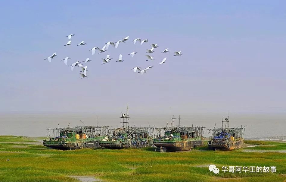 慈溪杭州湾去赶海
