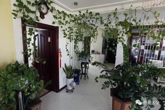 绿萝老是黄叶,换个位置养,马上疯长3米,叶子绿