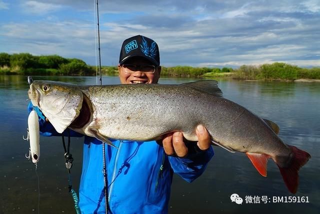 贺岁片《寻梦蒙古哲罗鲑》第1篇 蓝旗鱼路亚恭贺新春