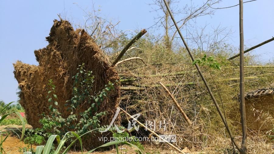 广西忻城遭短时雷雨大风 厂房被吹翻树木连根拔起