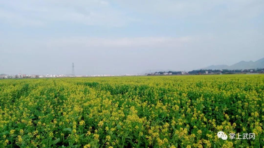 武冈万亩油菜花春节前提前开放，即将迎来赏花潮！约吗~