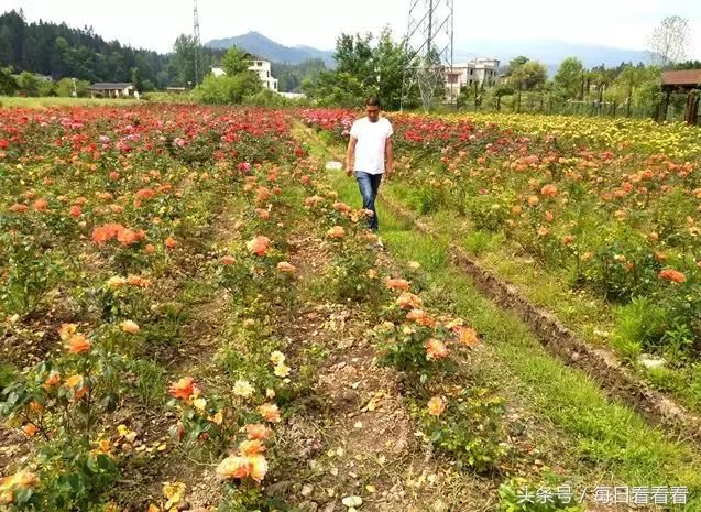 利川一女子隐居乡村3年，种下一大片浪漫花海，美哭啦……