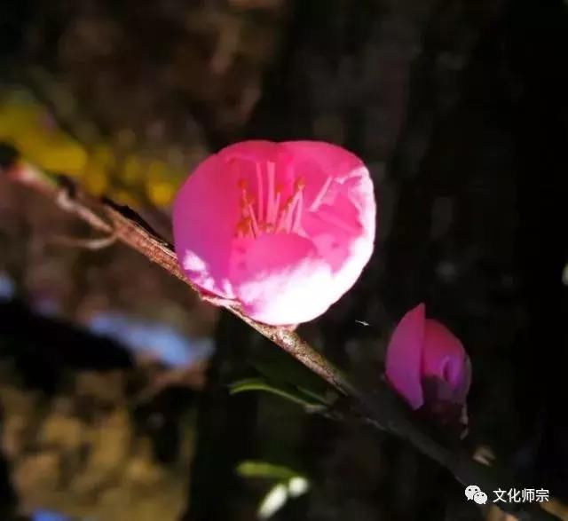 云南县级最大的樱花公园的樱花开了，通玄公园樱花已开，等你来撩