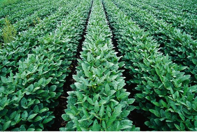 如果进口美国大豆加征25%关税 将给中美双方带来怎样的影响？