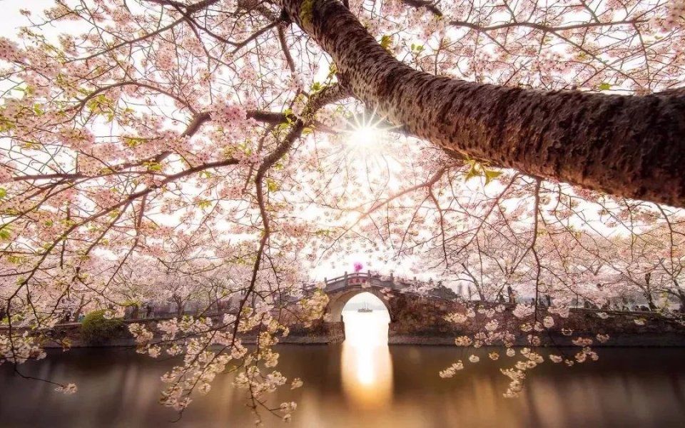 【每月在路上】三月,送你最in的赏花攻略,十大赏花胜地,愿你不