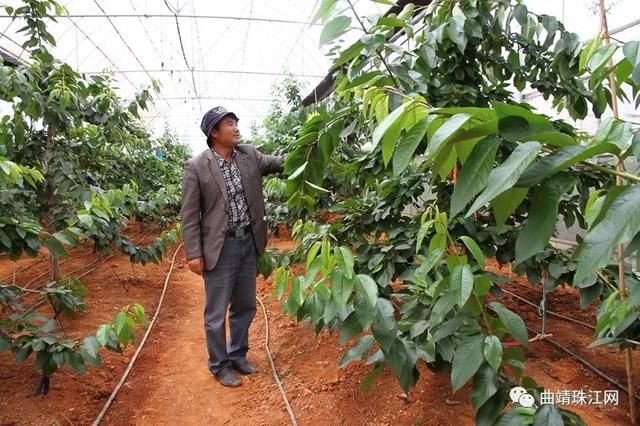 云南马龙区大棚车厘子试种成功 每亩年收益可超10万元